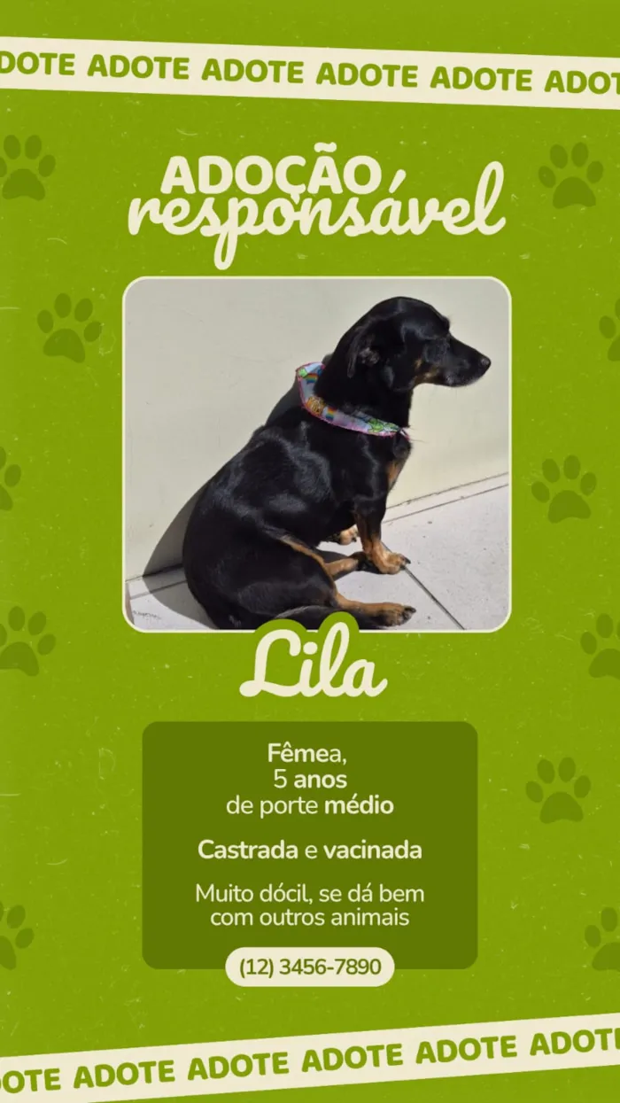 Cachorro raça SRD-ViraLata idade 5 anos nome Lila