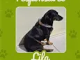 Lila