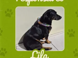 Cachorro raça SRD-ViraLata idade 5 anos nome Lila