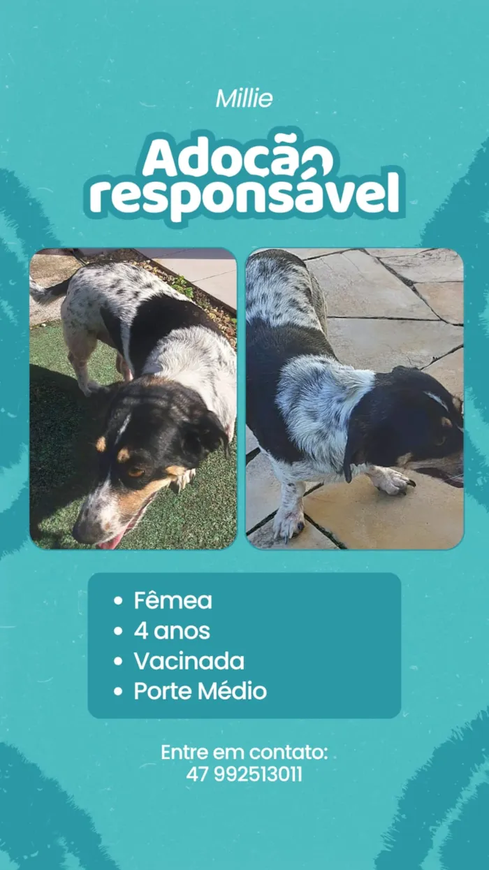 Cachorro raça SRD-ViraLata idade 4 anos nome Millie