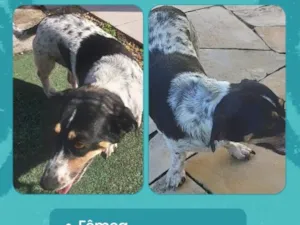 Cachorro raça SRD-ViraLata idade 4 anos nome Millie