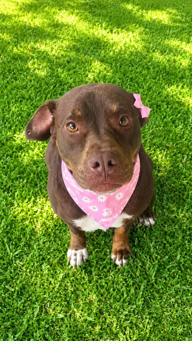 Cachorro raça SRD-ViraLata idade 2 anos nome Bombom