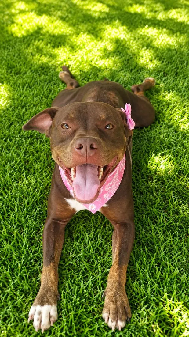 Cachorro raça SRD-ViraLata idade 2 anos nome Bombom