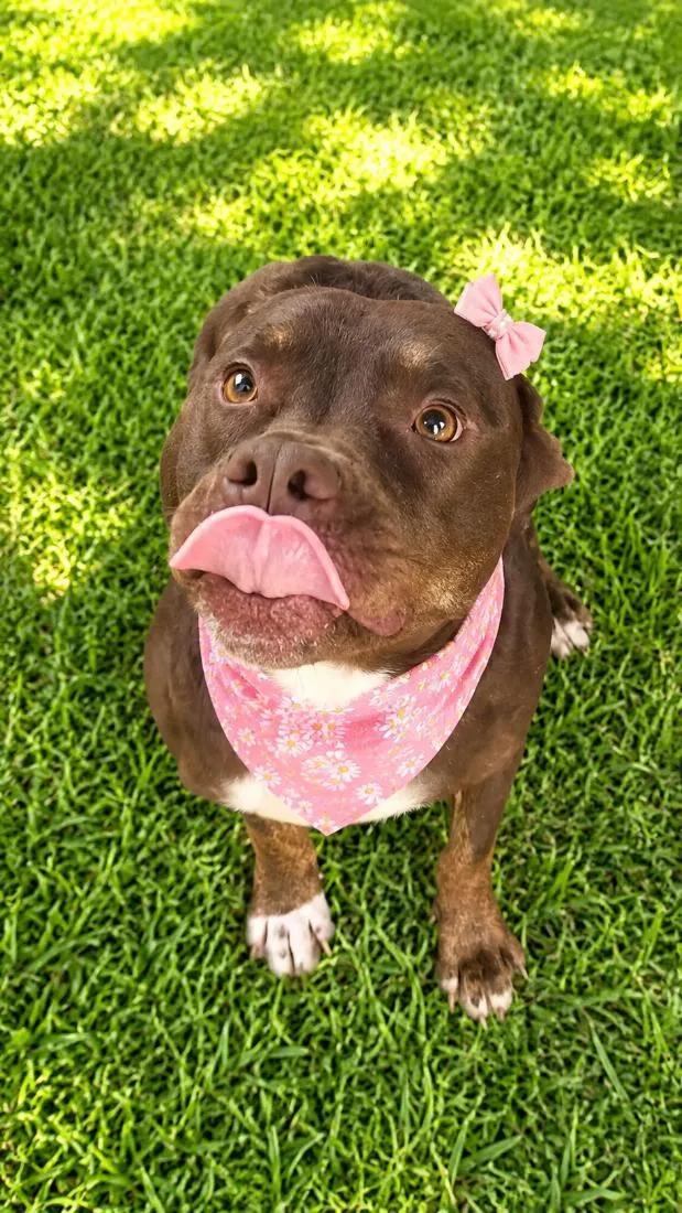 Cachorro raça SRD-ViraLata idade 2 anos nome Bombom