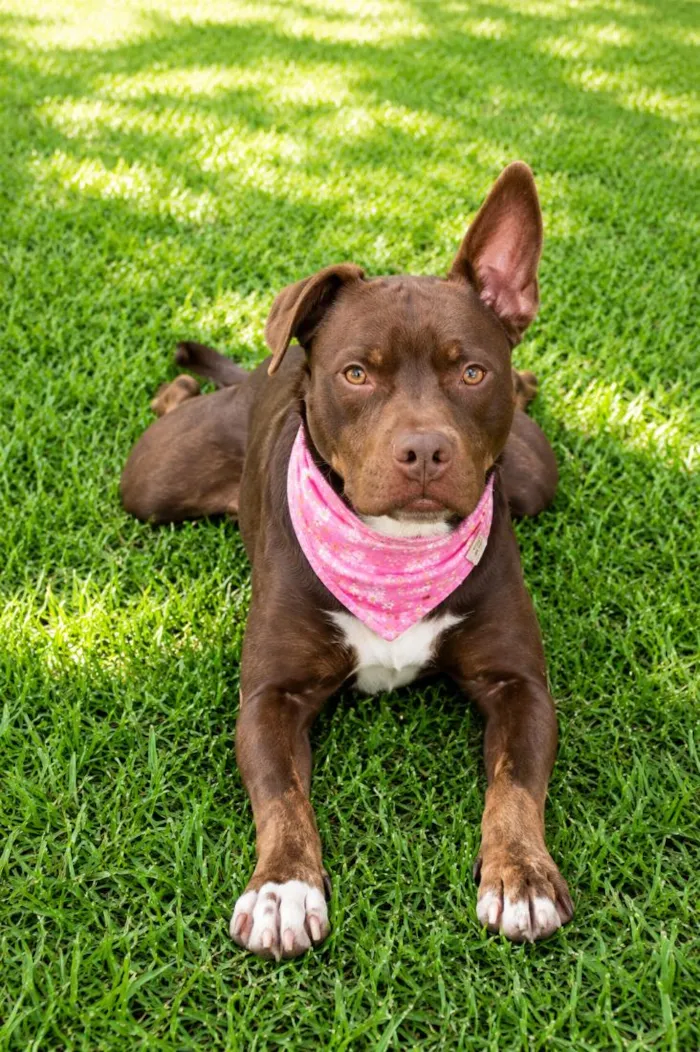 Cachorro raça SRD-ViraLata idade 2 anos nome Bombom