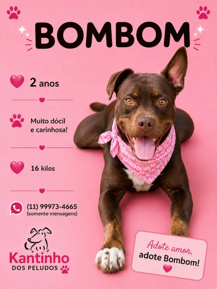 Cachorro raça SRD-ViraLata idade 2 anos nome Bombom