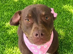 Cachorro raça SRD-ViraLata idade 2 anos nome Bombom