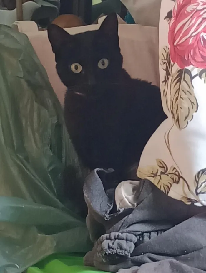 Gato raça SRD-ViraLata idade 7 a 11 meses nome Pretinha Constantine