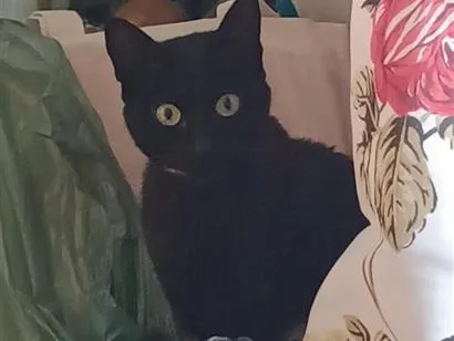 Gato raça SRD-ViraLata idade 7 a 11 meses nome Pretinha Constantine