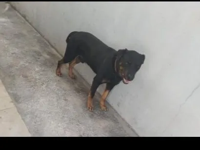 Cachorro raça SRD-ViraLata idade 3 anos nome Simba
