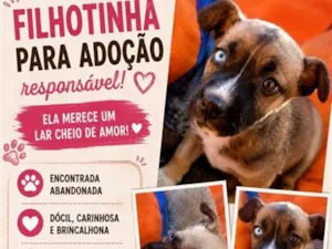 Cachorro raça SRD-ViraLata idade Abaixo de 2 meses nome sem nome definido 