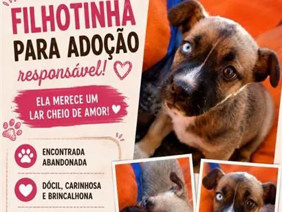 Cachorro raça SRD-ViraLata idade Abaixo de 2 meses nome sem nome definido 