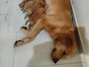 Cachorro raça Labrador idade Abaixo de 2 meses nome Zeus 