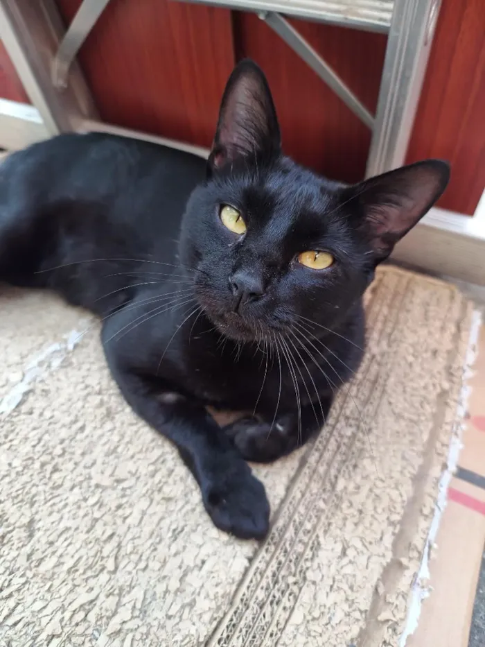 Gato raça SRD-ViraLata idade 2 anos nome Verso