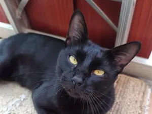 Gato raça SRD-ViraLata idade 2 anos nome Verso