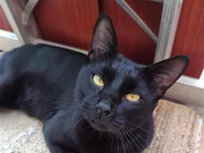 Gato raça SRD-ViraLata idade 2 anos nome Verso