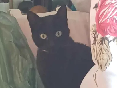 Gato raça SRD-ViraLata idade 7 a 11 meses nome Pretinha Constantine