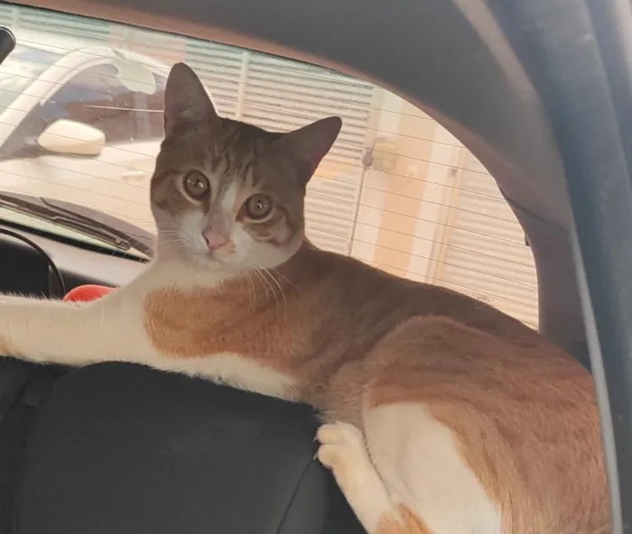 Gato raça SRD-ViraLata idade 1 ano nome zeze