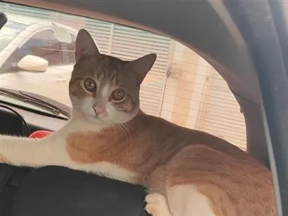 Gato raça SRD-ViraLata idade 1 ano nome zeze