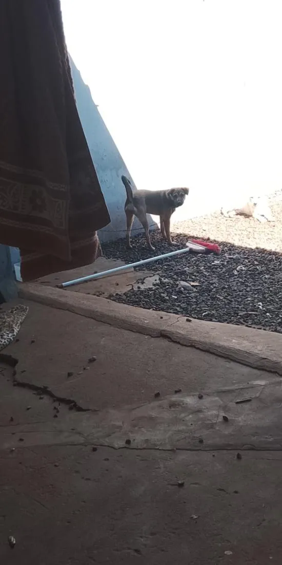 Cachorro raça SRD-ViraLata idade 1 ano nome aurora 