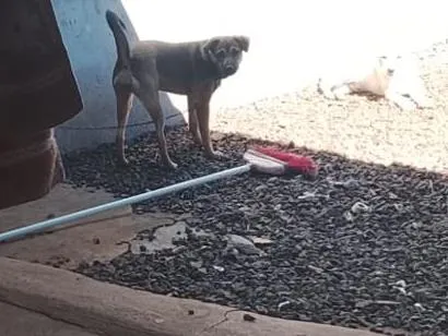 Cachorro raça SRD-ViraLata idade 1 ano nome aurora 