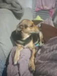 lilica