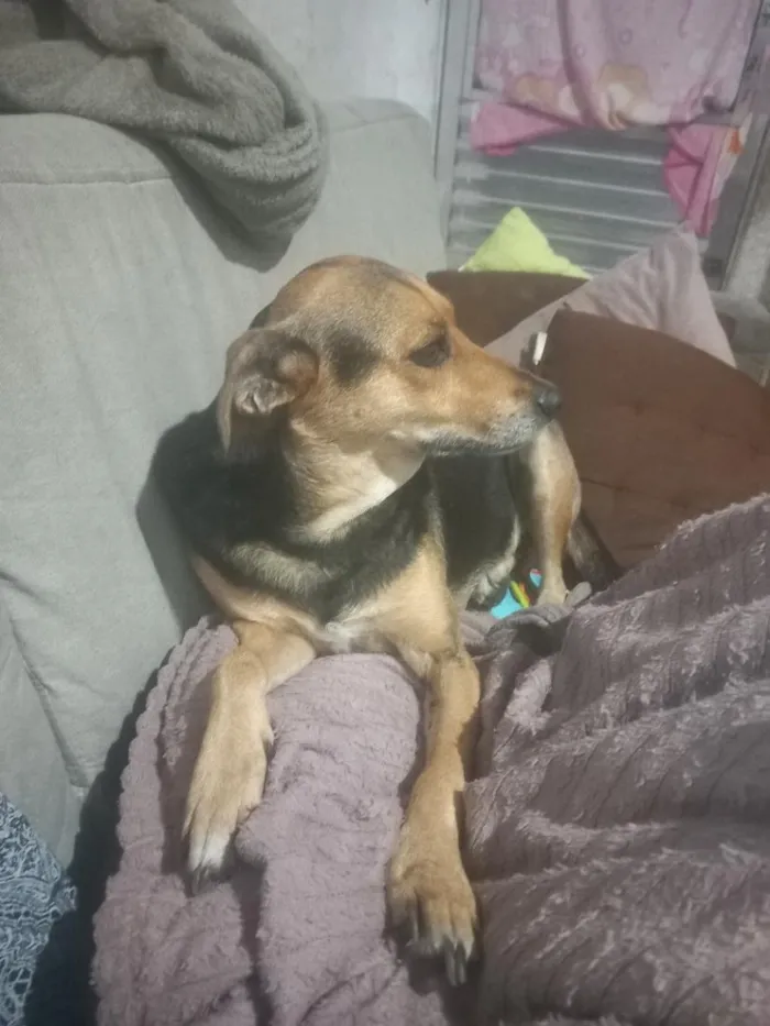 Cachorro raça SRD-ViraLata idade 2 a 6 meses nome lilica
