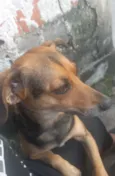 lilica