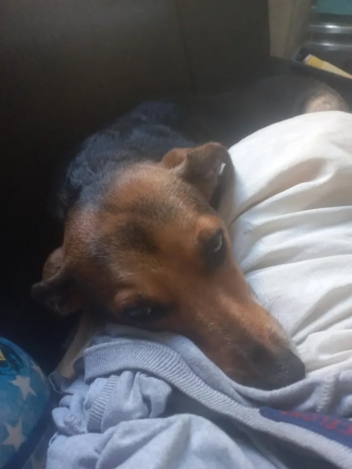Cachorro raça SRD-ViraLata idade 2 a 6 meses nome lilica