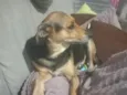 lilica