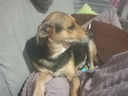 Cachorro raça SRD-ViraLata idade 2 a 6 meses nome lilica