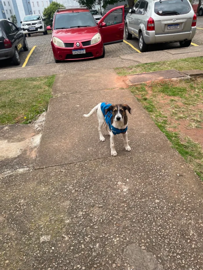 Cachorro raça SRD-ViraLata idade 1 ano nome Roque 