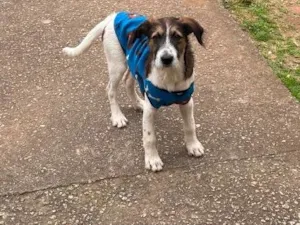 Cachorro raça SRD-ViraLata idade 1 ano nome Roque 
