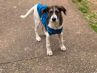 Cachorro raça SRD-ViraLata idade 1 ano nome Roque 
