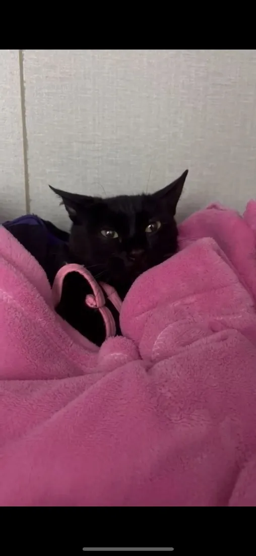 Gato raça SRD-ViraLata idade 7 a 11 meses nome Lua