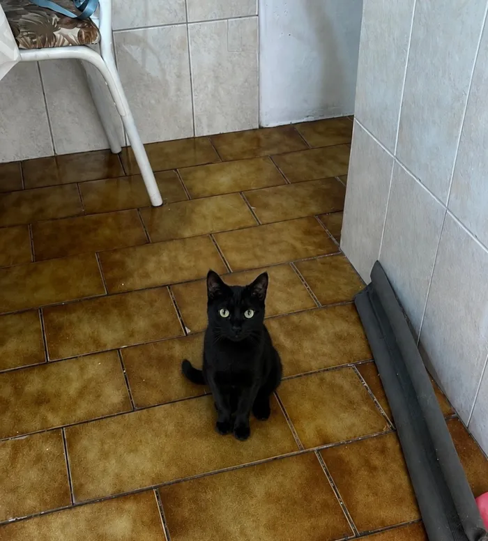 Gato raça SRD-ViraLata idade 7 a 11 meses nome Lua