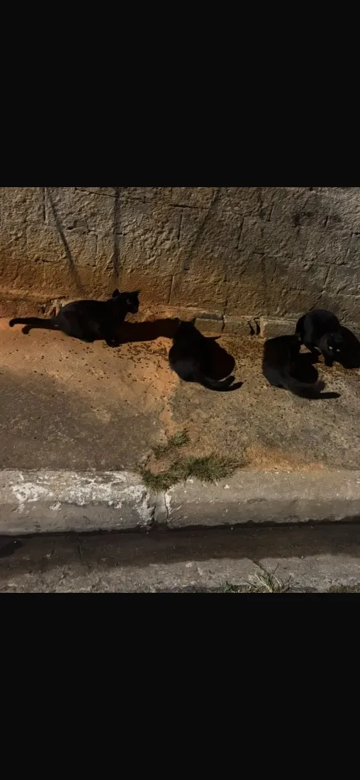 Gato raça SRD-ViraLata idade 7 a 11 meses nome Lua