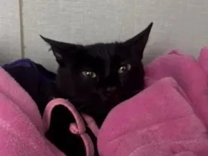 Gato raça SRD-ViraLata idade 7 a 11 meses nome Lua