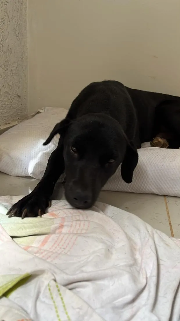 Cachorro raça SRD-ViraLata idade 2 anos nome Eduardo