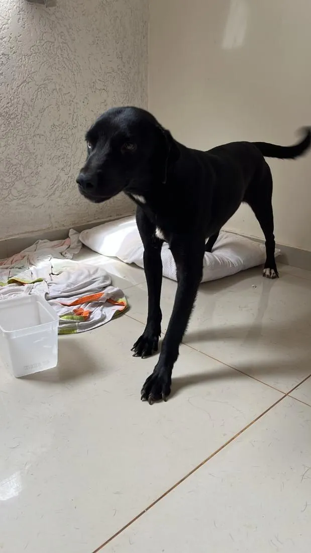 Cachorro raça SRD-ViraLata idade 2 anos nome Eduardo