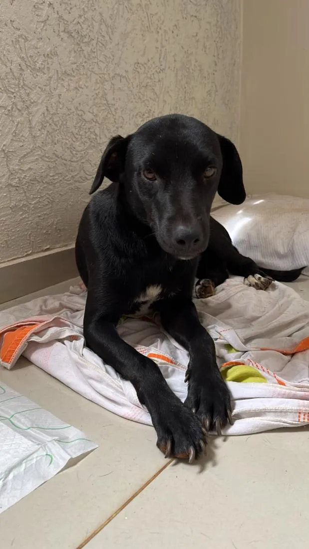 Cachorro raça SRD-ViraLata idade 2 anos nome Eduardo