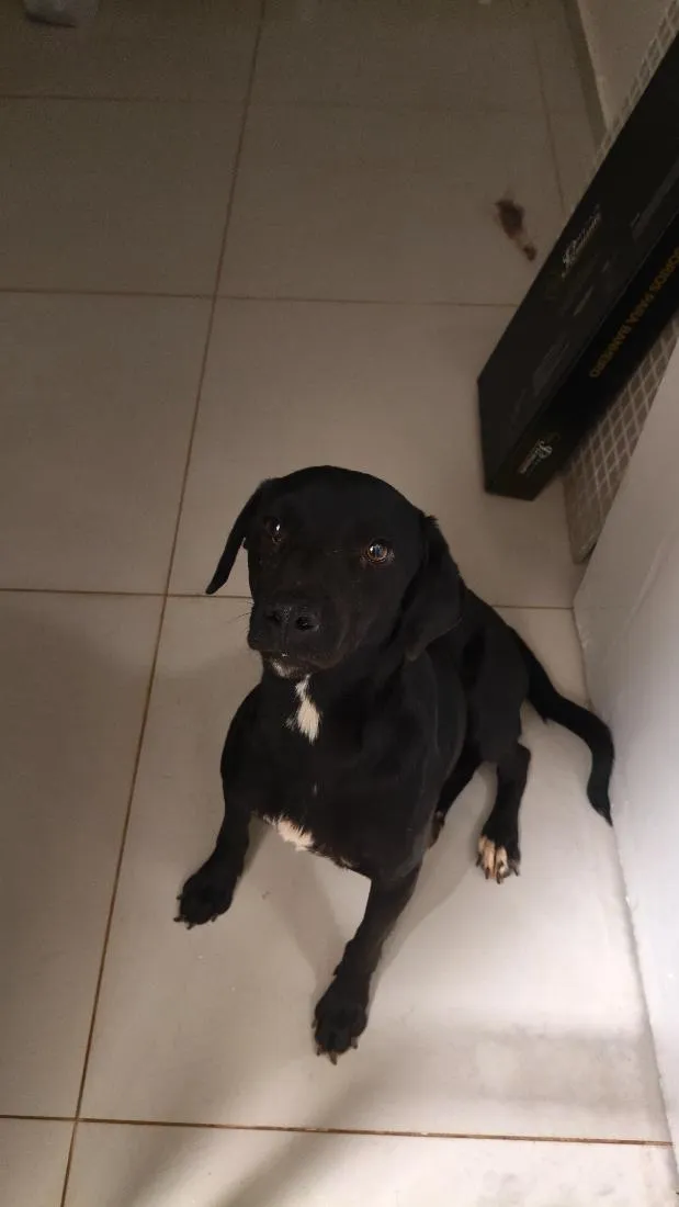 Cachorro raça SRD-ViraLata idade 2 anos nome Eduardo