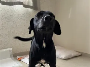 Cachorro raça SRD-ViraLata idade 2 anos nome Eduardo