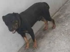 Cachorro raça SRD-ViraLata idade 3 anos nome Simba