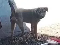 Cachorro raça SRD-ViraLata idade 1 ano nome aurora 