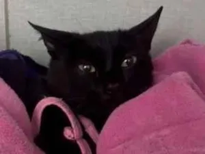 Gato raça SRD-ViraLata idade 7 a 11 meses nome Lua