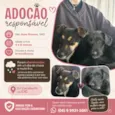 Florzinha e Docinho