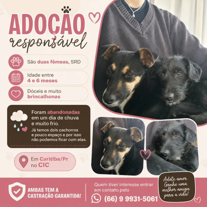 Cachorro raça SRD-ViraLata idade 2 a 6 meses nome Florzinha e Docinho