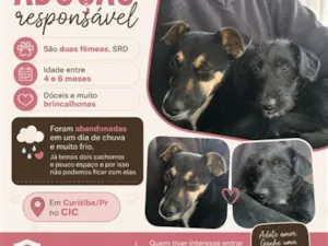 Cachorro raça SRD-ViraLata idade 2 a 6 meses nome Florzinha e Docinho