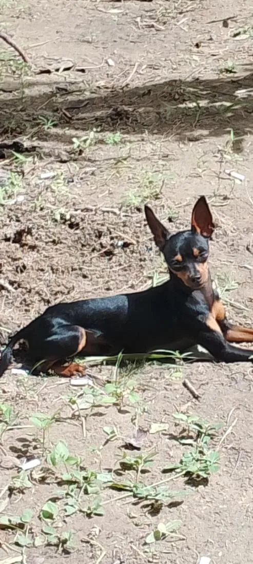Cachorro raça Pinscher idade 2 anos nome Pinguinho